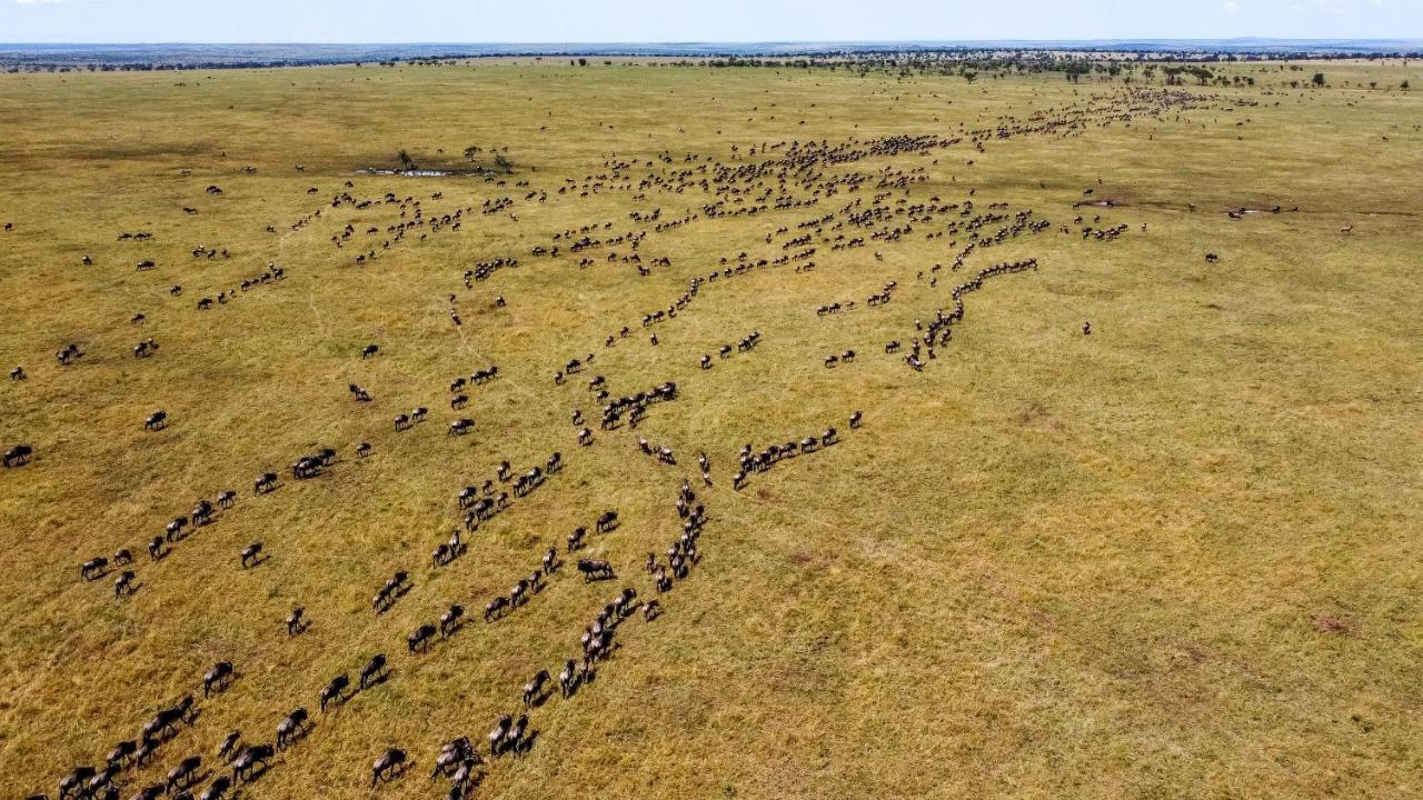 Africa Safari Serengeti Ikoma - Wildebeest Migration Is Around! 外观 照片